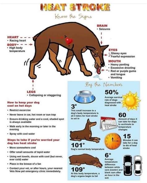 Heat Stroke Symptoms In Pets