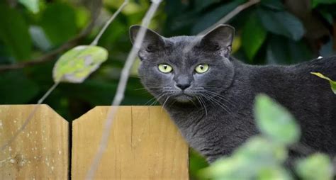 Conheça as 10 raças de gatos mais inteligentes Bicho Ideal