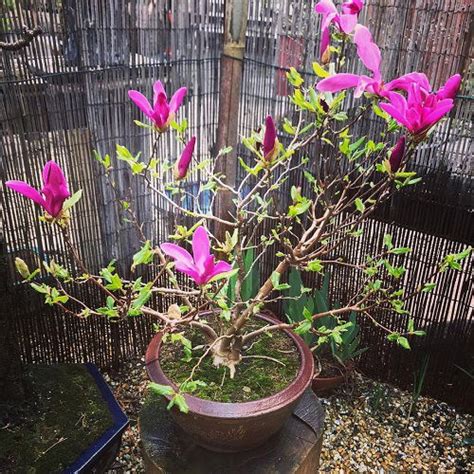 Best Magnolia Bonsai Tree Pictures Balcony Garden Web