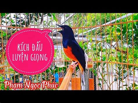 Chòe lửa hót hay sung mãn cực bền white rumped shama murai batu บน