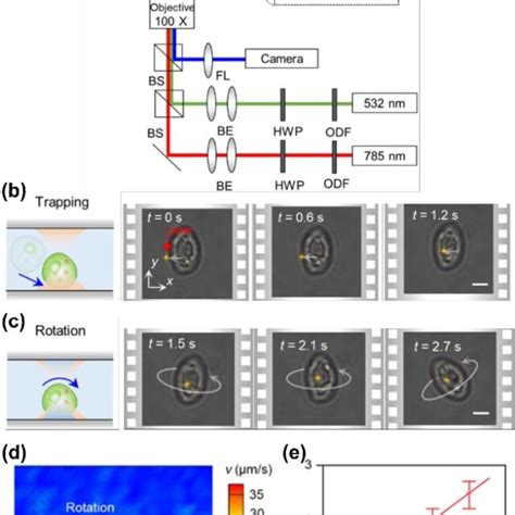 Opto Thermo Osmotic Rotation Techniques A Experimental Setup Hwp