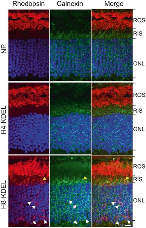 Disruption Of Rhodopsin Dimerization In Mouse Rod Photoreceptors By