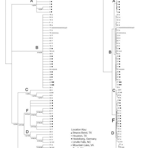 Life cycle of Polysphondylium violaceum. Most of its life, this haploid... | Download Scientific ...