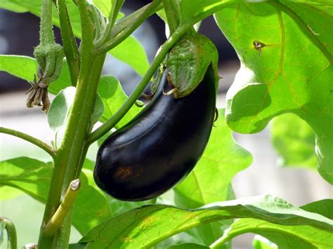 Quand Et Comment Planter Des Aubergines