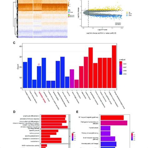 Differential Expression Analysis And Functional Enrichment Analysis