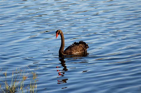 Lake Monger and Herdsman Lake Loop, Perth, Australia