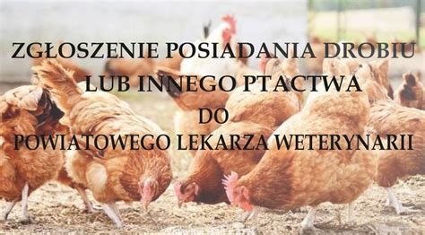 Zg Oszenie Posiadania Drobiu Ptak W Do Powiatowego Lekarza Weterynarii