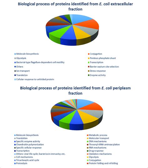 | Distribution of E. coli strain C999 proteins from extracellular and ...