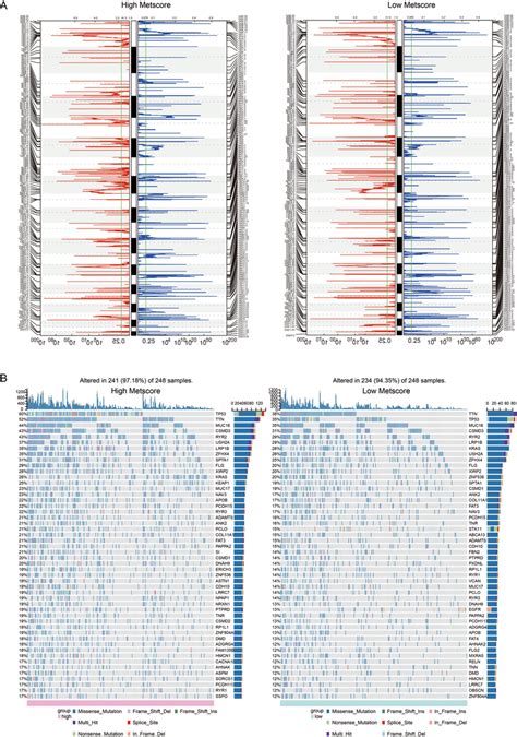 Distinct Genomic Profiles Associated With Metscore A Gistic 20