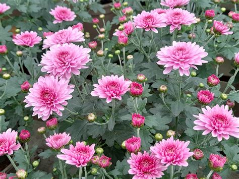 Chrysanthemum Pink Shades