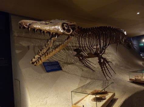 Fantastic mosasaurus' skeleton in maastricht - A Trip to the Museum ...