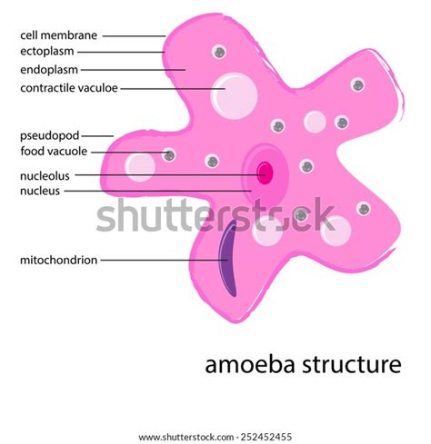 Vector Amoeba Structure Description เวกเตอร์สต็อก ปลอดค่าลิขสิทธิ์ 252452455 Shutterstock