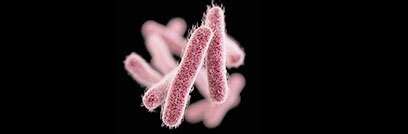 Genomic sequencing illuminates recent Shigella outbreaks in California