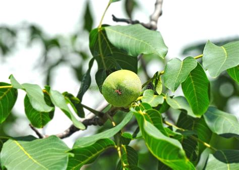 Okkernootboom Juglans Regia Met Fruit Stock Foto Image Of Verfrissing Vitamine 32671564