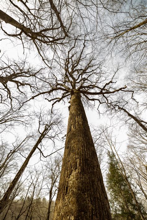 The Forest That Was A Bartram Walk Through Joyce Kilmer Memorial