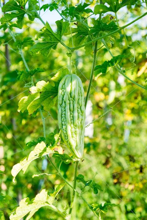 Premium Photo Bitter Gourd Ivy In Farm Cultivation