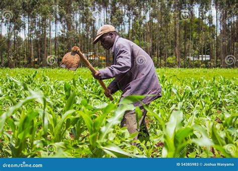 African Farmer Weeding Editorial Stock Photo Image Of Agriculturalist