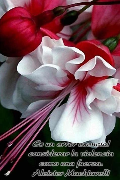 Top 109 Imagen Imagenes De Flores Exoticas Con Frases Abzlocal Mx