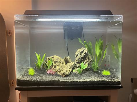 Just Set Up My Very First Aquarium Stocking Ideas Aquariums