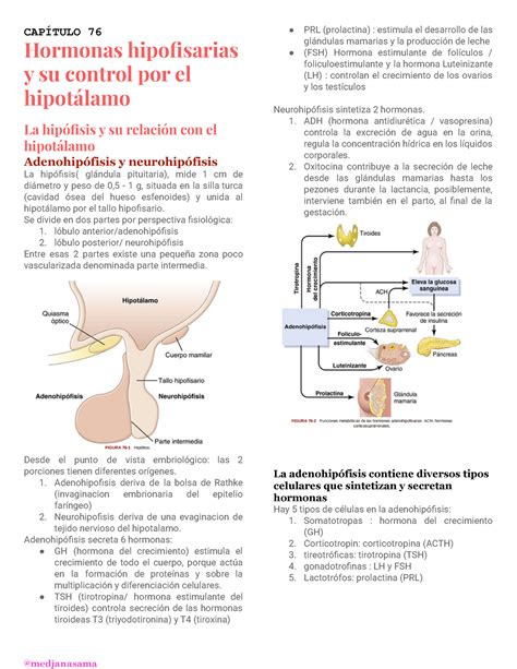 Cap Tulo Hormonas Hipofisarias Y Su Control Por El Hipot Lamo