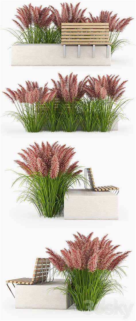 Pink Pampas Grass Seeds - Urban environment - 3D Models