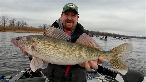 November Walleye And Sauger Fishing On The Mississippi River Youtube