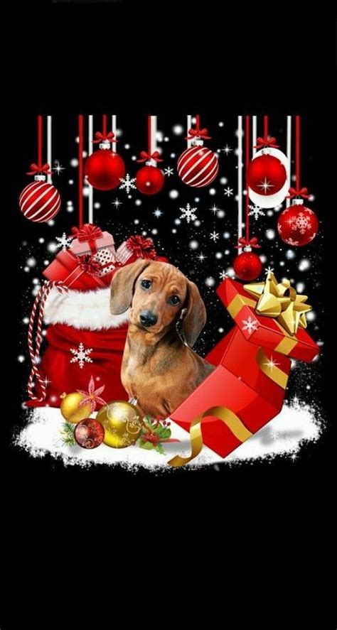 Christmas Dachshund Christmas Christmas Animals Christmas Dog