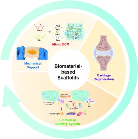 Schematic Illustration Of Biomaterial Based Scaffolds In Promotion Of