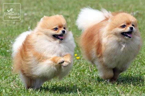 Pomerania 15 Cosas Que No Sabes Del Perro Toy Feelcats