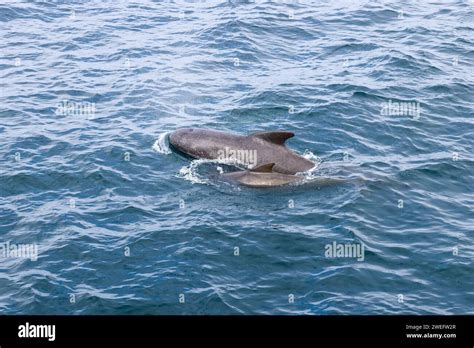 A Mother Pilot Whale And Her Calf Glide Through The Vibrant Azure