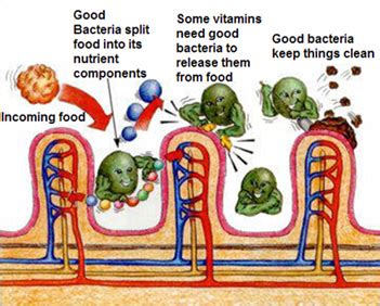 How Bad Gut Bacteria Can Cause Serious Diseases | Centenary Natural Therapies Clinic