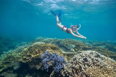 Cairns Outer Great Barrier Reef Pontoon With Activities Getyourguide