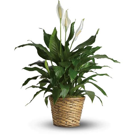 Green House Plants - Easy-to-Grow Foliage House Plants