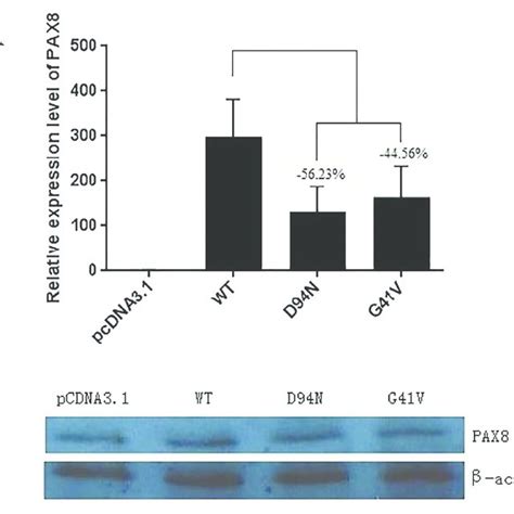 Expression Of The Wild Type And Mutant PAX8 In Transfected HeLa Cells