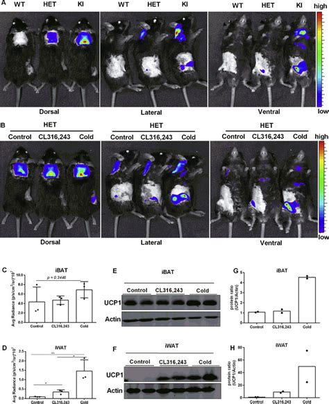 In Vivo Bioluminescence Imaging And Quantification A Representative