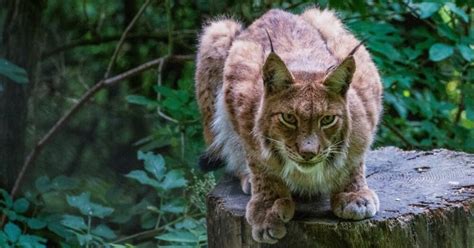 Nur Noch Tiere Luchse Sind In Sterreich Vom Aussterben Bedroht