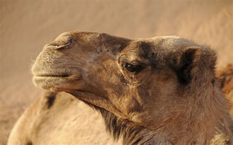 Tiktoker Capta Camellos En Carretera Del Estado De Durango El Sol De