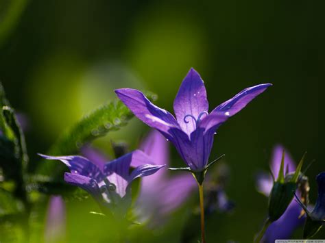 Purple Campanula Bellflower Perennial 4K UHD Wallpaper for UltraHD