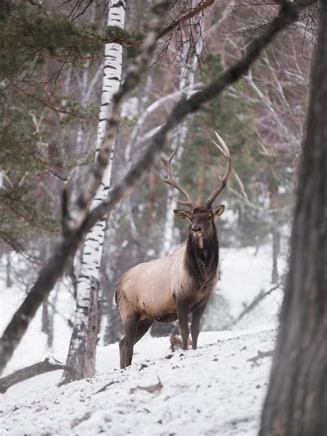 Majestic deer in winter forest at daylight · Free Stock Photo