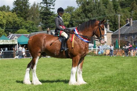 Gallery | Clydesdale Horse Society