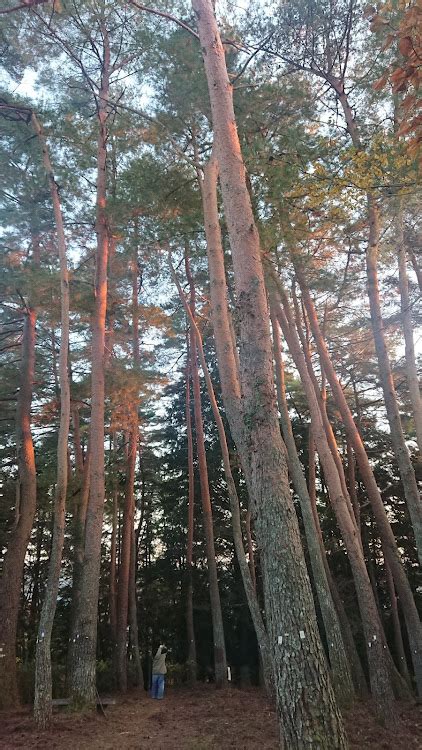 パジェロミニのめい想の森・紅葉ドライブ・めちゃくちゃ綺麗・秋を満喫・岐阜バンジーに関するカスタム事例｜車のカスタム情報はcartune