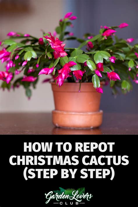 How To Repot Your Christmas Cactus Step By Step Artofit