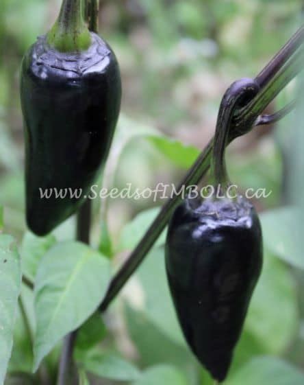 Pepper Black Hungarian Seeds Of Imbolc