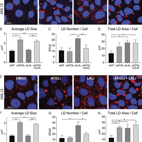 UBXD8 Mediated Recruitment Of P97 VCP To LDs Inhibits LD Turnover A