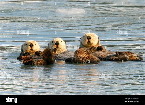 Nutria Marina Enhydra Lutris Nutria Marta Depredadores Mam Feros