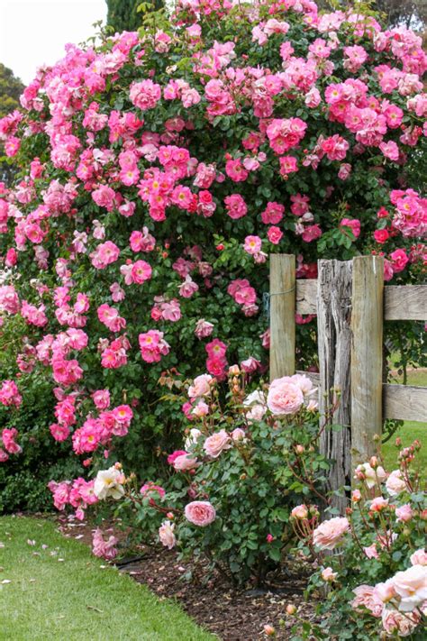 How To Keep Climbing Roses Blooming Like Crazy