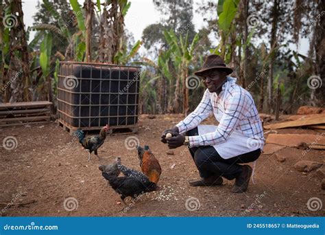 Fazendeiro Alimenta Seu Milho De Galinhas Em Sua Fazenda Um Jovem