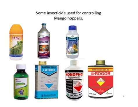 Mango Insect Pests And Their Management