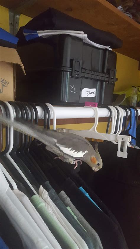 Trying to eat my clothes😑disgraceful : r/BirdsBeingDicks