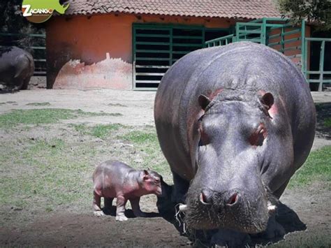 Nace Hipopótamo En Zoológico Del Estado De México